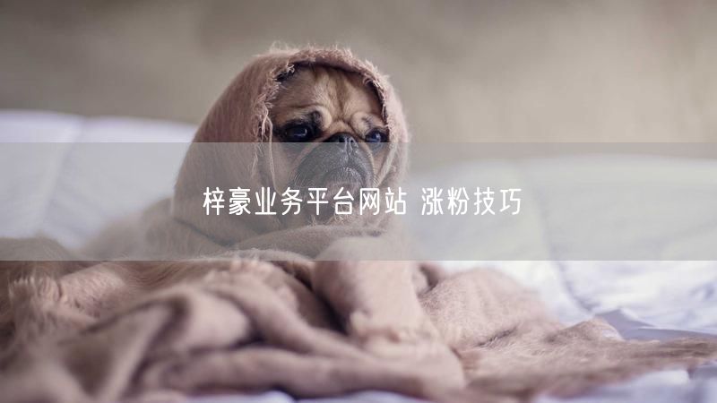 梓豪业务平台网站 涨粉技巧