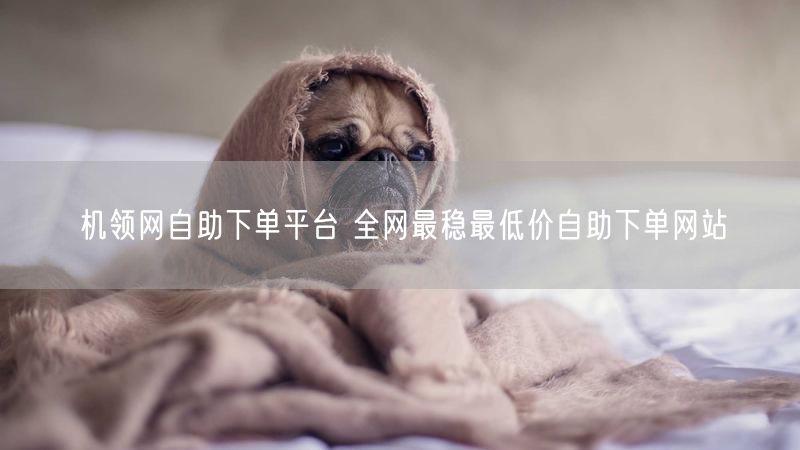机领网自助下单平台 全网最稳最低价自助下单网站