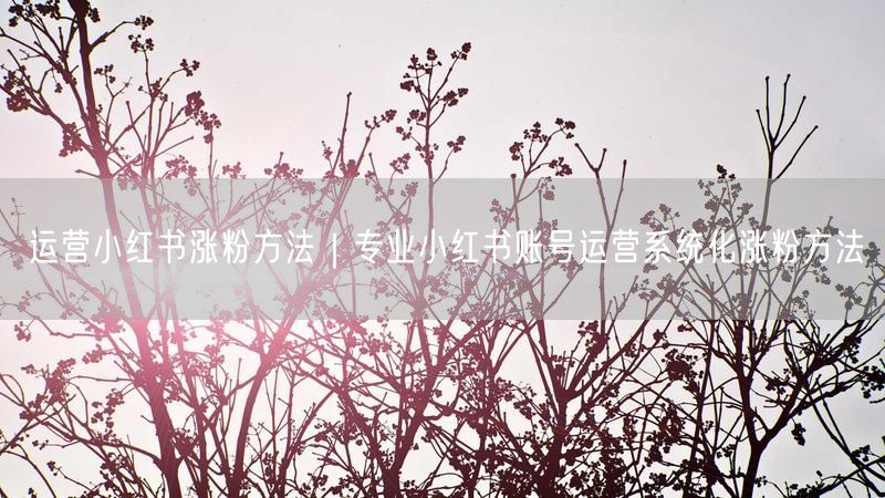 小红书账号运营：系统化涨粉方法+实操避坑指南
