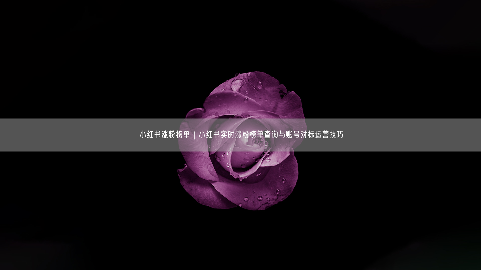 小红书涨粉榜单查询全攻略+账号对标运营技巧