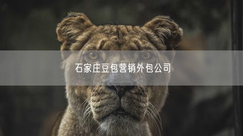 石家庄豆包营销外包公司