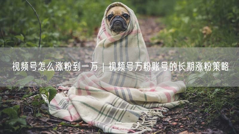 视频号怎么涨粉到一万｜视频号万粉账号的长期涨粉策略